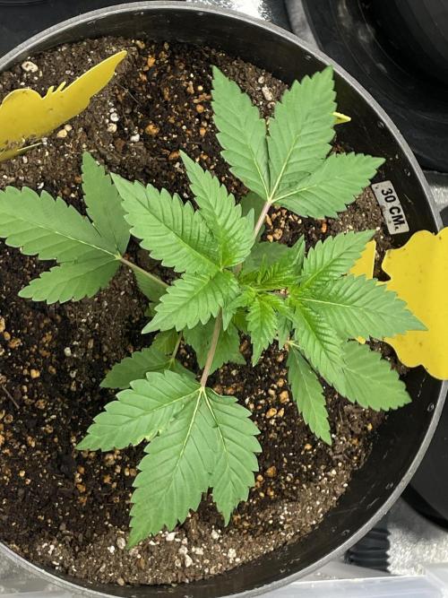 PGC: Ghost OG X Candyland Purple. Week 5