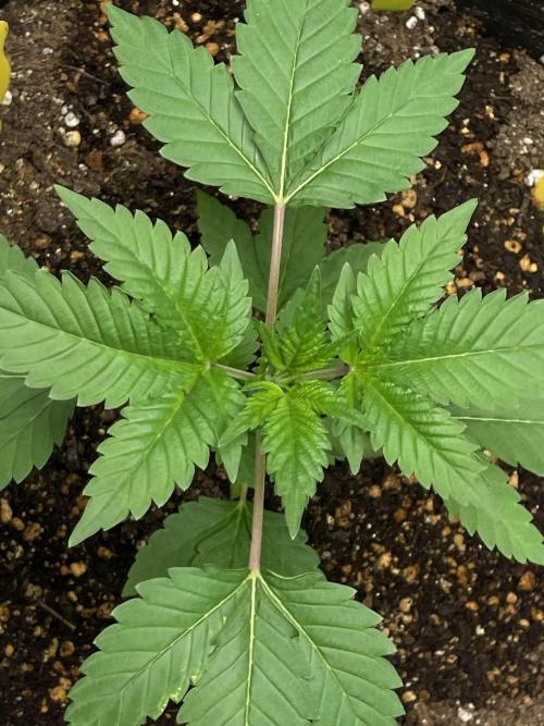 PGC: Ghost OG X Candyland Purple. Week 5