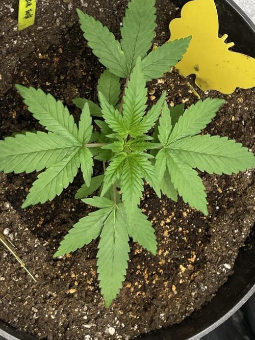 SPECIAL Kush #1: Afghan x Kush. Week 5