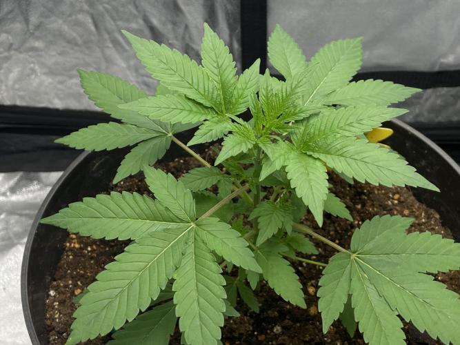 SPECIAL Kush #1: Afghan x Kush. Week 5