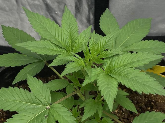 SPECIAL Kush #1: Afghan x Kush. Week 5