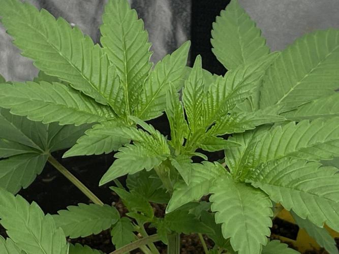 SPECIAL Kush #1: Afghan x Kush. Week 5