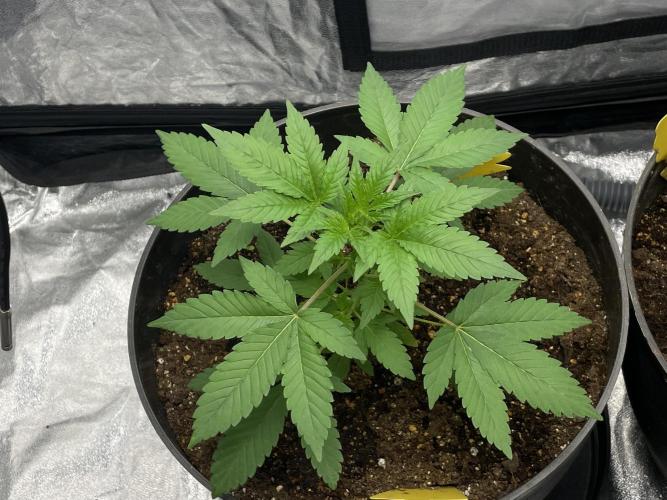 SPECIAL Kush #1: Afghan x Kush. Week 5