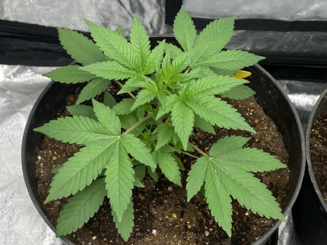 SPECIAL Kush #1: Afghan x Kush. Week 5