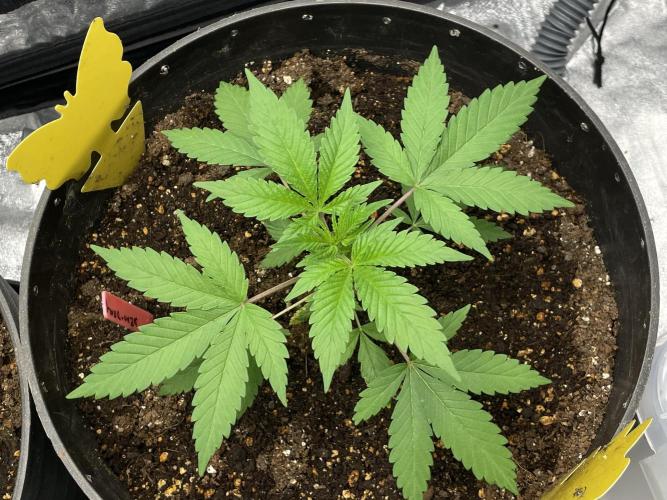 Tropicana Cookies Purple. Week 5