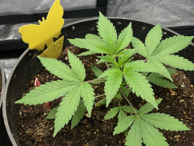 Tropicana Cookies Purple. Week 5