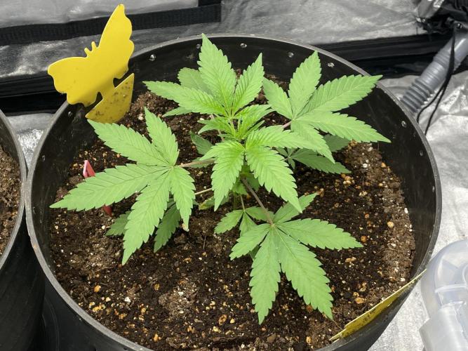 Tropicana Cookies Purple. Week 5