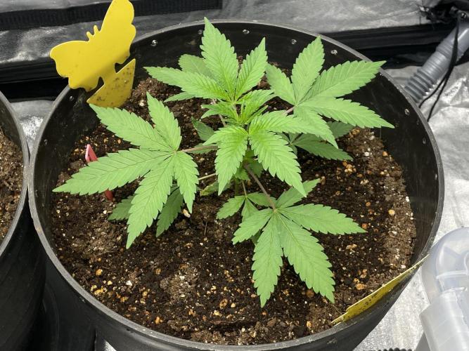 Tropicana Cookies Purple. Week 5