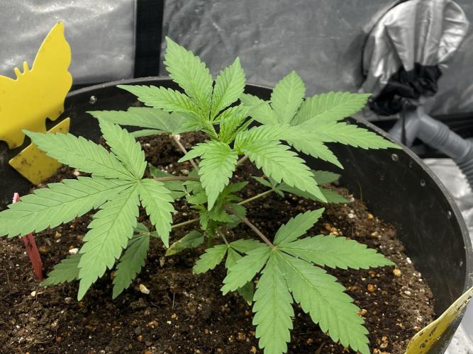 Tropicana Cookies Purple. Week 5