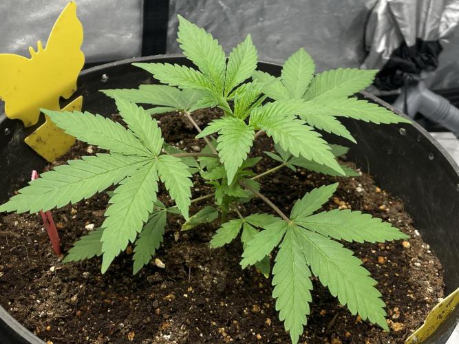 Tropicana Cookies Purple. Week 5