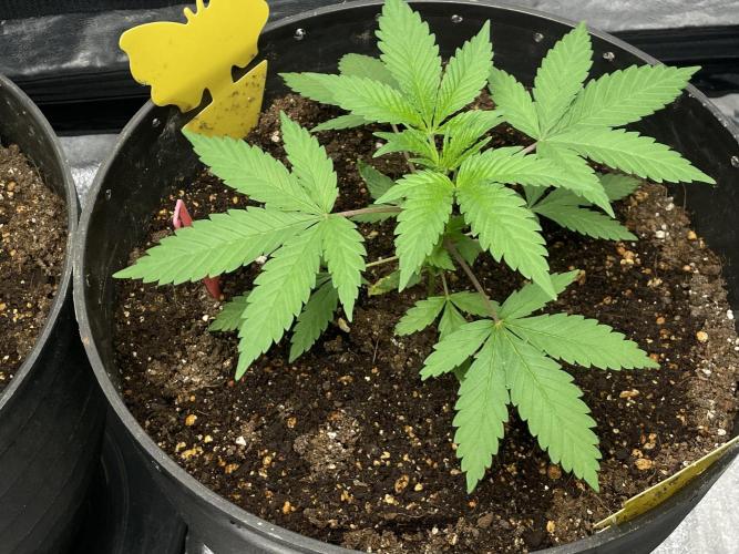 Tropicana Cookies Purple. Week 5