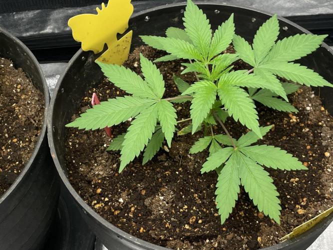 Tropicana Cookies Purple. Week 5