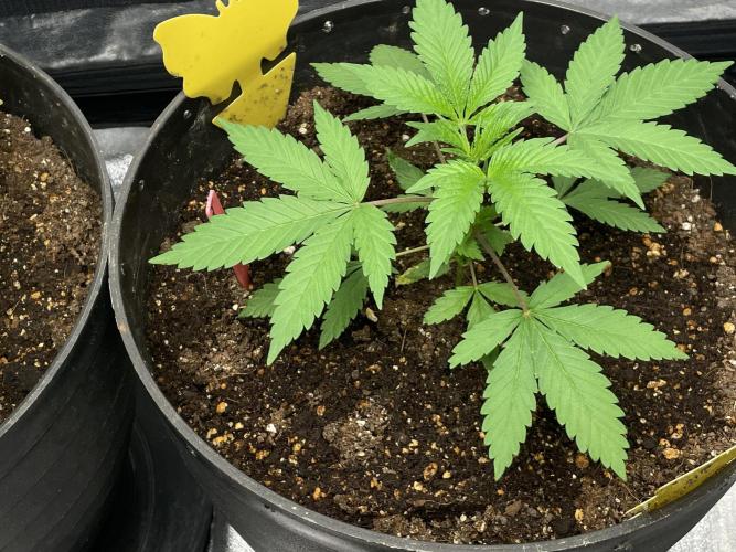 Tropicana Cookies Purple. Week 5