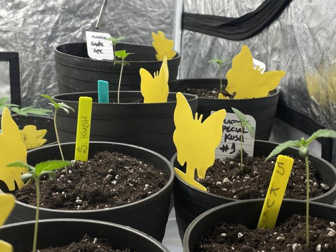 RQS + Plagron 4-1-2. Week 0