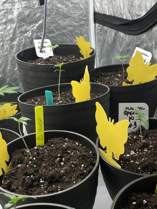 RQS + Plagron 4-1-2. Week 0