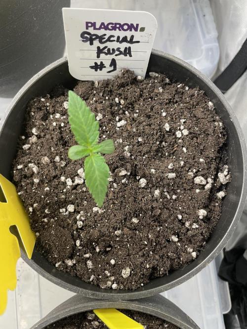 RQS + Plagron 4-1-2. Week 0