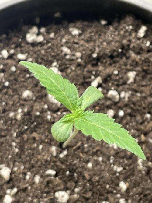 RQS + Plagron 4-1-2. Week 0