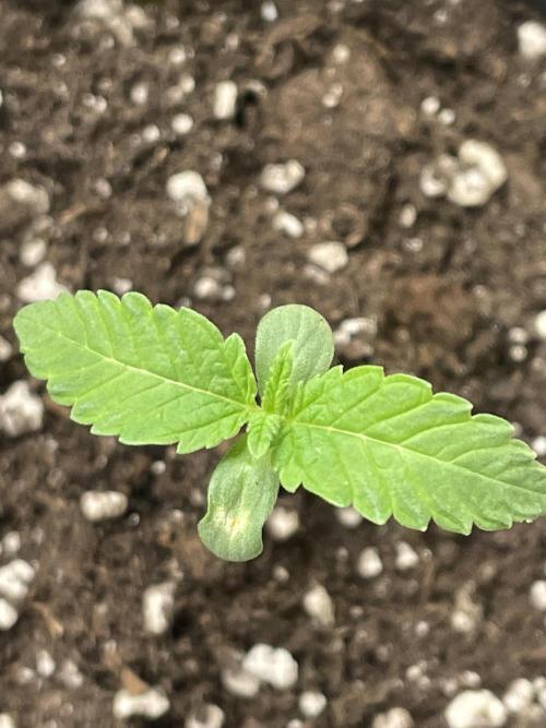 RQS + Plagron 4-1-2. Week 0