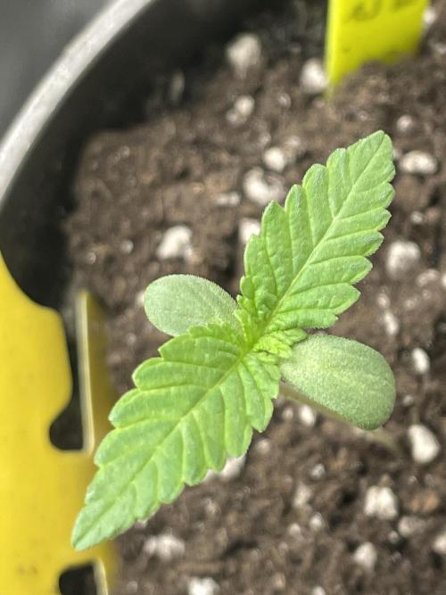 RQS + Plagron 4-1-2. Week 0