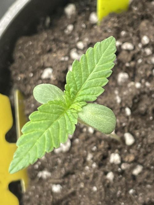 RQS + Plagron 4-1-2. Week 0