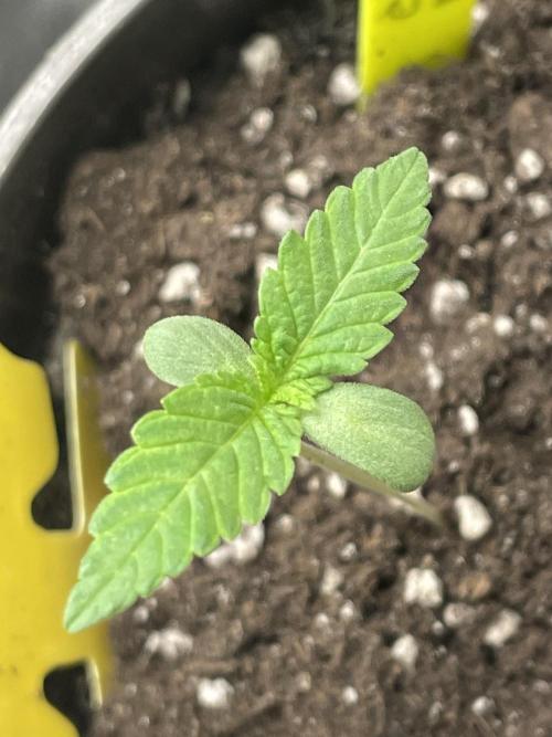 RQS + Plagron 4-1-2. Week 0