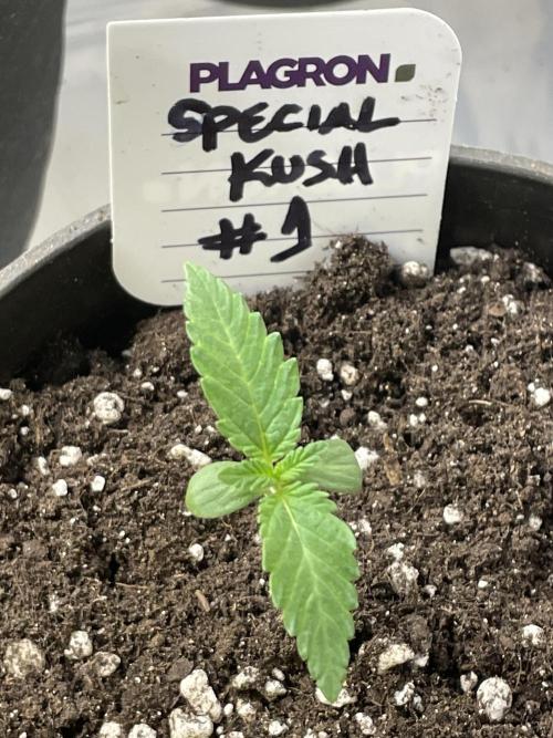 RQS + Plagron 4-1-2. Week 0