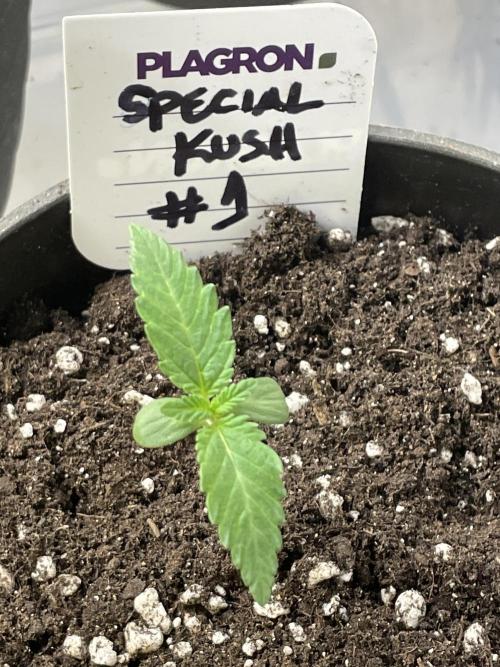 RQS + Plagron 4-1-2. Week 0