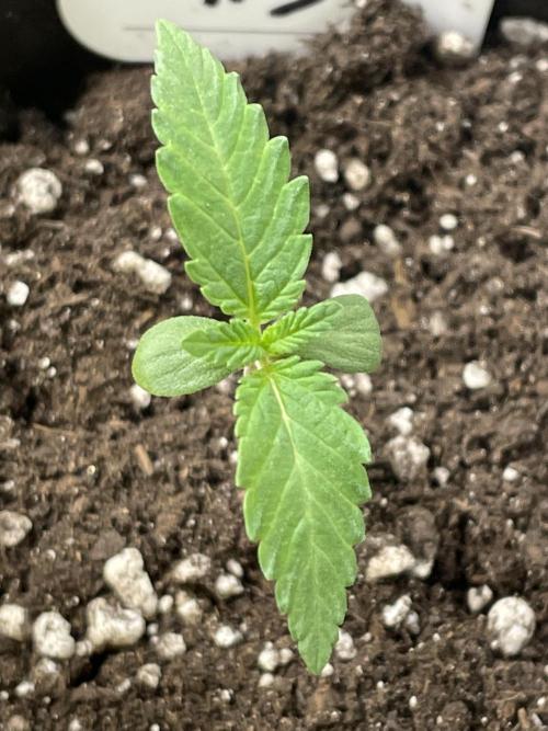 RQS + Plagron 4-1-2. Week 0