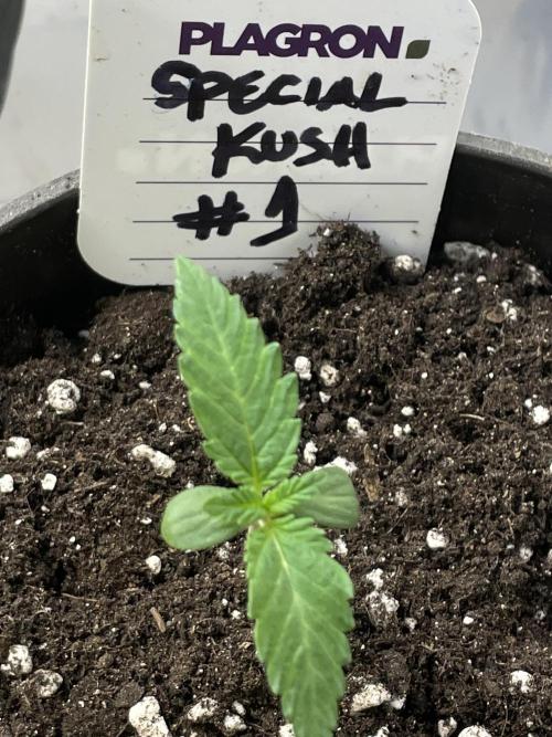 RQS + Plagron 4-1-2. Week 0