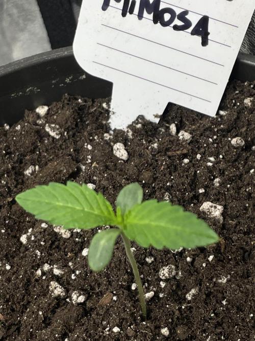 RQS + Plagron 4-1-2. Week 0