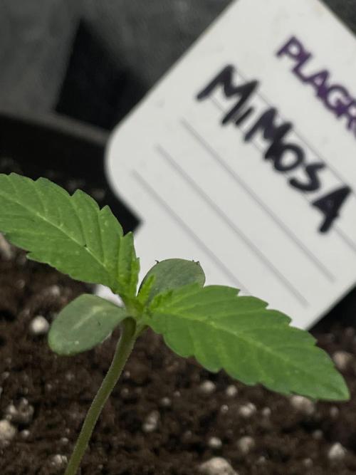 RQS + Plagron 4-1-2. Week 0