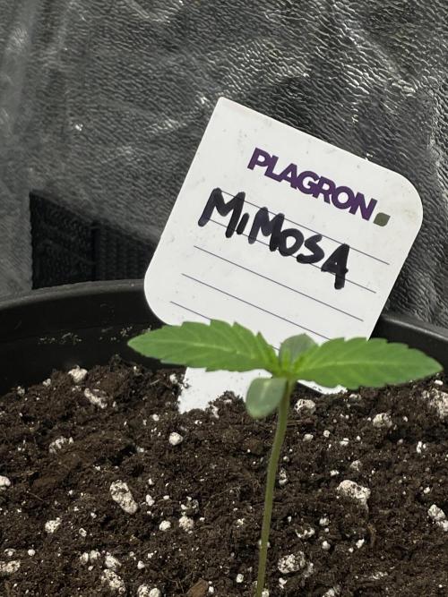 RQS + Plagron 4-1-2. Week 0