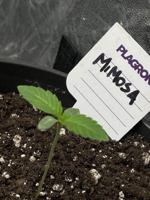 RQS + Plagron 4-1-2. Week 0