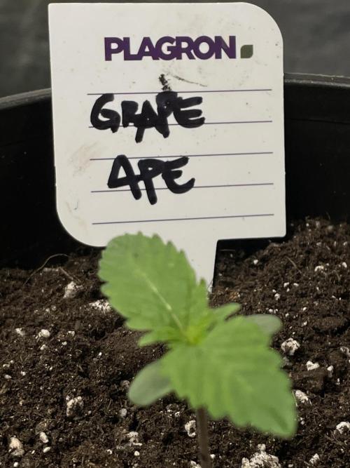 RQS + Plagron 4-1-2. Week 0