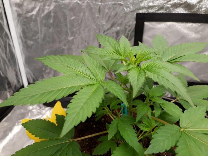 SPECIAL Kush #1: Afghan x Kush. Week 5