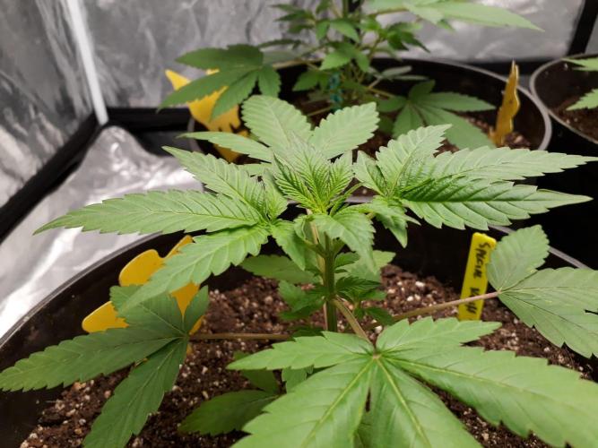 SPECIAL Kush #1: Afghan x Kush. Week 5