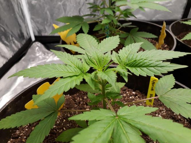 SPECIAL Kush #1: Afghan x Kush. Week 5