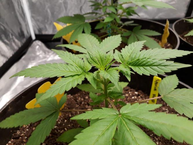 SPECIAL Kush #1: Afghan x Kush. Week 5