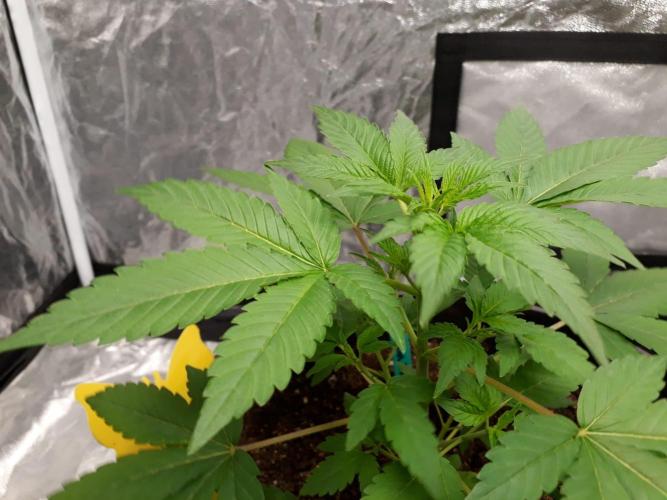 SPECIAL Kush #1: Afghan x Kush. Week 5