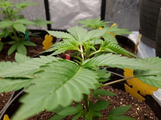 PGC: Ghost OG X Candyland Purple. Week 5