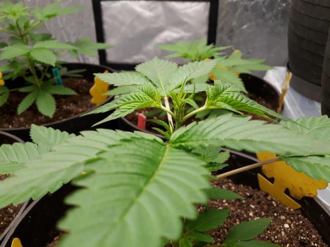 PGC: Ghost OG X Candyland Purple. Week 5