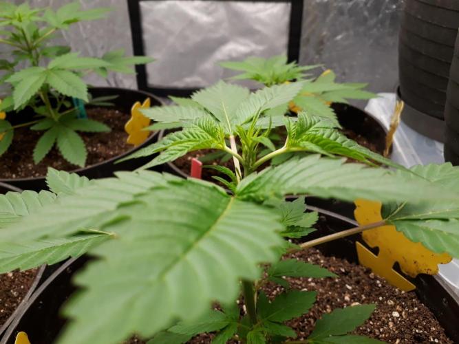 PGC: Ghost OG X Candyland Purple. Week 5