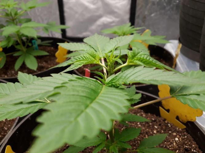 PGC: Ghost OG X Candyland Purple. Week 5