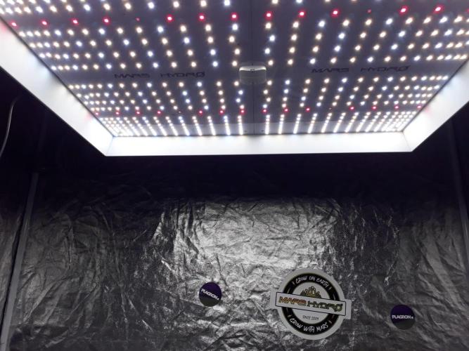 PGC: Ghost OG X Candyland Purple. Week 5