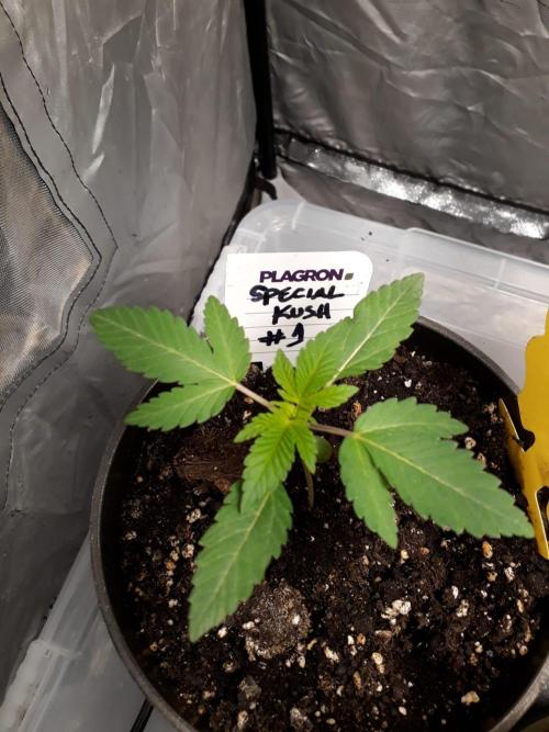 RQS + Plagron 4-1-2. Week 1 - Special Kush #1