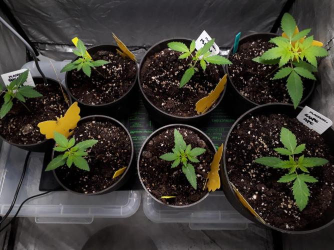RQS + Plagron 4-1-2. Week 1 - All together