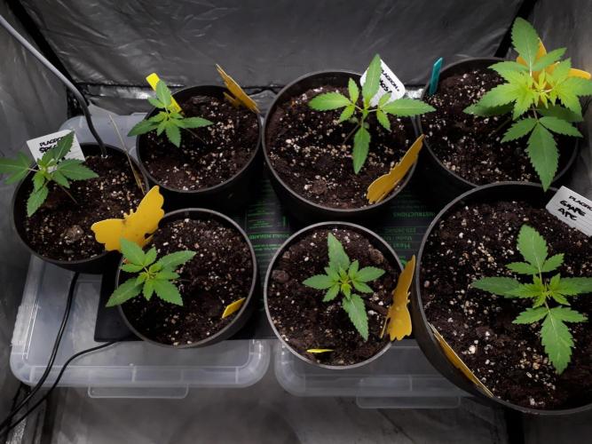 RQS + Plagron 4-1-2. Week 1 - All together