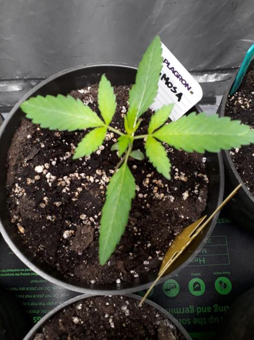 RQS + Plagron 4-1-2. Week 1 - Mimosa (L)