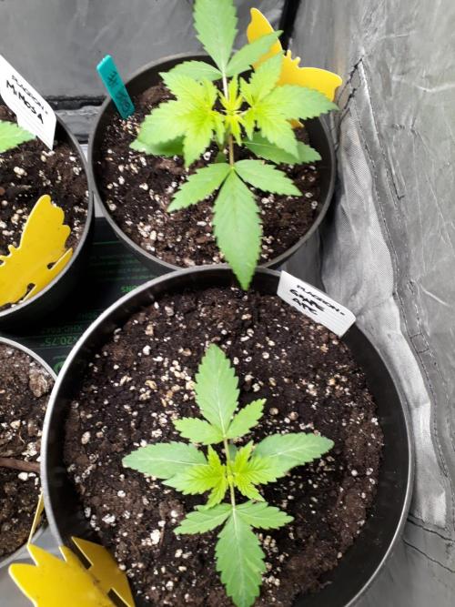 RQS + Plagron 4-1-2. Week 1 - Grape Ape a.K.a Primata Uva