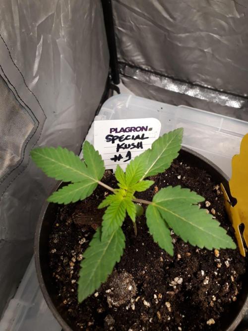 RQS + Plagron 4-1-2. Week 1